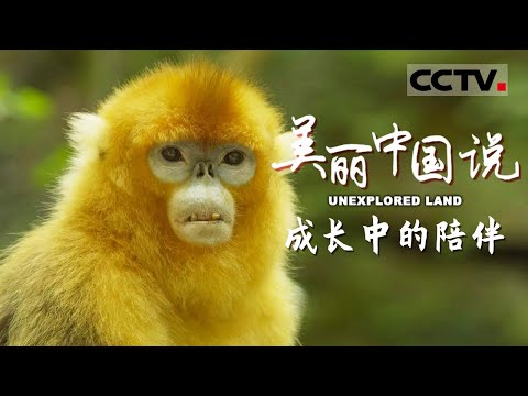 【ENG】《美丽中国说》UNEXPLORED LAND EP4 震惊！“重女轻男”竟然是金丝猴家族的传统 它们都有着怎样奇妙有趣的野外生活？【CCTV纪录】