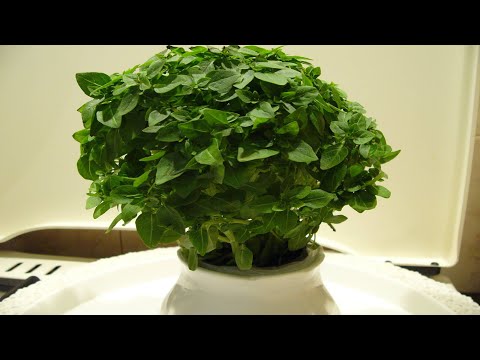 Какие пряные травы и зеленые салаты можно вырастить на подоконнике  Обзор