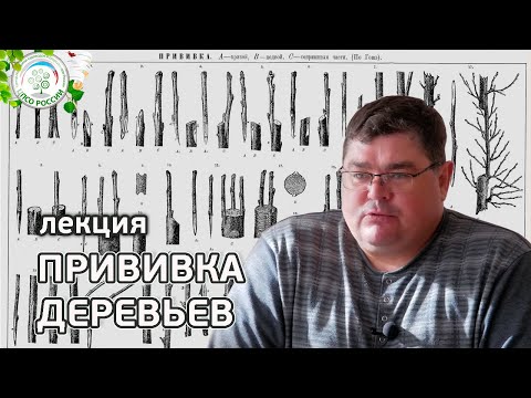 Все о прививках деревьев. Лучшие способы и правила прививки плодовых деревьев.