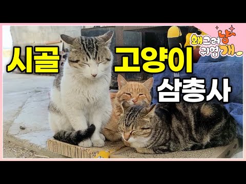 Three cats roaming the town! Grandma is upset because her meat is stolen by stray cats😂│#WhyYouSo...