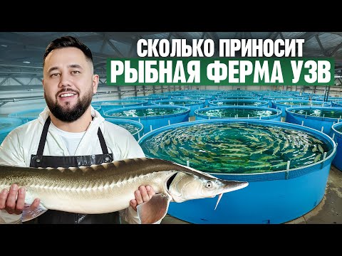 Как выращивают рыбу в УЗВ? Рыбный бизнес. Осетровая ферма УЗВ