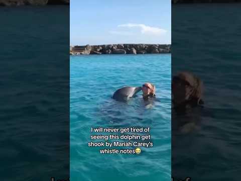 even the dolphins love Mariah 😭 #shorts #mariahcarey #dolphin