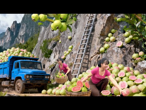 TIMELAPSE -- Harvesting Giant Guava - Cooking Secrets According to Ancient Traditional Recipe