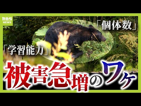 「クマ被害」増加！　学習能力が高いクマ　餌付けは「殺人ほう助と同じ」　遭遇しないために「笛」や「鈴」は有効　出会ってしまった場合に取るべき意外な行動は...（2025年9月17日）