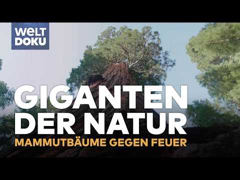Kalifornien: Wie Mammutbäume Feuerstürmen trotzen | Doku