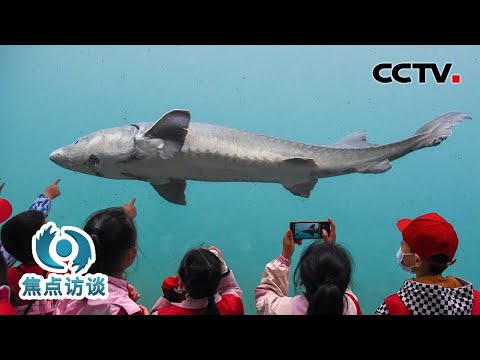 长江禁渔3年来，这里的鱼类发生哪些变化？带你现场实探 | CCTV「焦点访谈」20240414