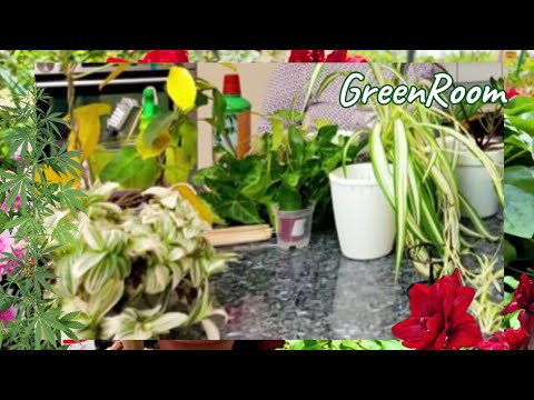 Caring for my plants and pest control.