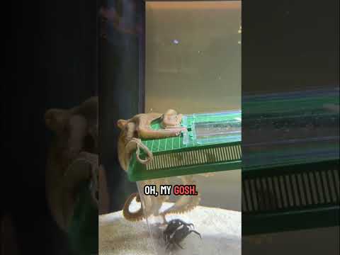 Tommy the octopus is super strong!