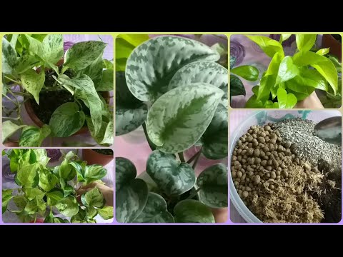 Scindapsus🌱Epipremnum🌷Review in June🌱Care🌱Soil🌷Reproduction🌱Marble Queen🌷Marble Apple🌱Neon🌷Pictus