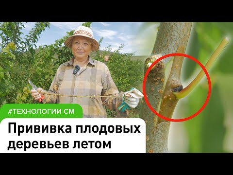 Урок прививки яблони, груши, абрикоса, вишни и персика летом. #СадовыйЭксперт #СадыМечты
