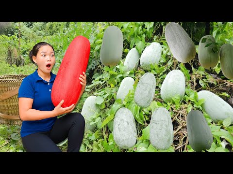 Harvesting Giant Gourds and How To Make A Simple and Delicious Gourd Salad | Hương FramLife