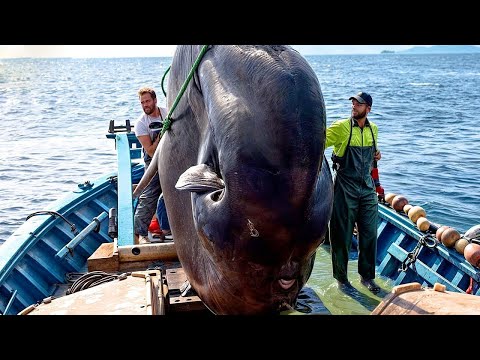How American fishermen catch thousands of sunfish at sea - Watch experts process giant 3-ton sunfish