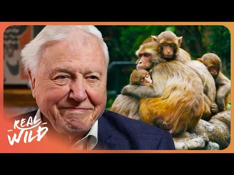 David Attenborough's Greatest Moments: A Legendary Career Uncovered