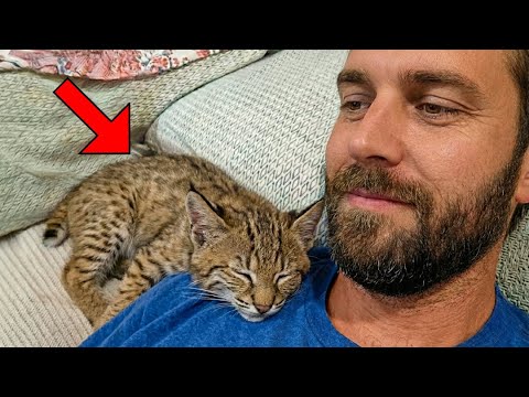 He Rescued An Abandoned Bobcat Kitten—The Reason He Won't Leave His Shoulder SHOCKED Everyone!