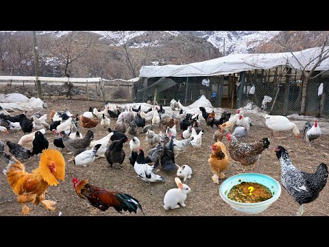 Mixing New Chickens into the Flock - Sending Baby Rabbits Away - Collecting Eggs After Farm Chores