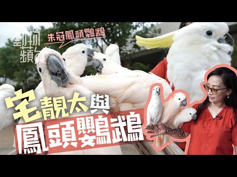 靚太為30隻鸚鵡決不移民 唔睇電視怕鸚鵡學粗口 最貴畀 3 萬領養費救鸚鵡－動物蘋台－果籽 Appledaily