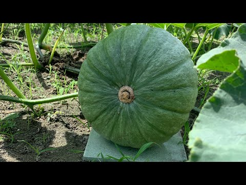 栗子南瓜「 高品質管理」長20～30顆很簡單～重點怎様才大塊頭