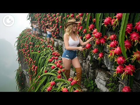 INCREDIBLE Dragon Fruit Harvesting And Production: How to Dragon Fruit Juice in Factory?