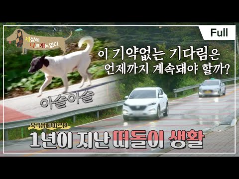 [Full] 세상에 나쁜 개는 없다 - 떠나지 못하는 개, 캐리