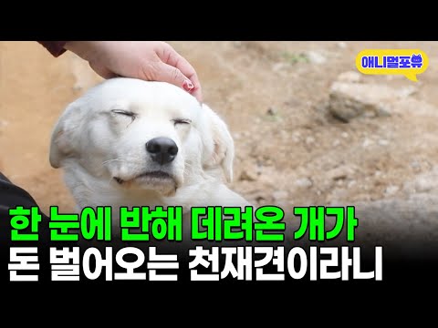 한 눈에 반해 데려왔더니 자연산 송이버섯 찾아오는 천재견 I KBS 동물극장 단짝 231104 방송
