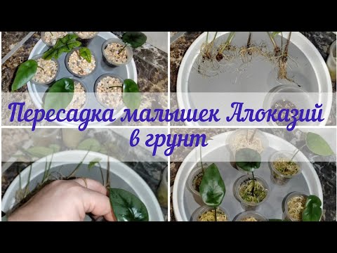 Пересадка малышек Алоказий из мха в мой универсальный грунт#алоказии Синуата, Реверса, Жаклин