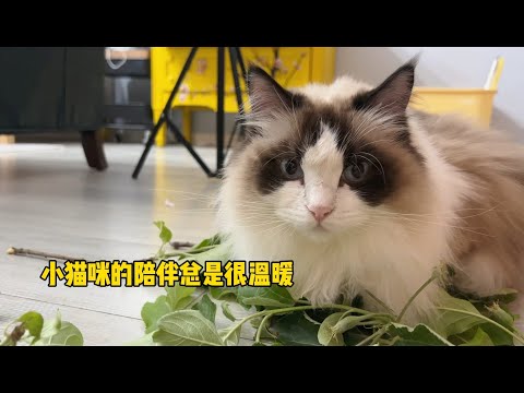 小猫咪的治愈之处就是它什么都不用干,只是卧在那里就很温暖