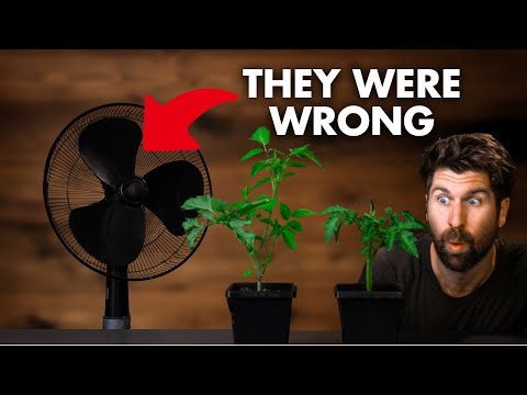 Fan vs No Fan Seed Starting - I wasn't expecting this!