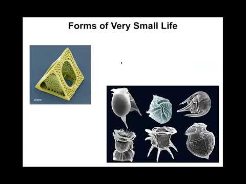 Michael Levin | Natural and artificial forms of life and embodied mind
