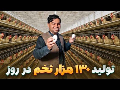 افغان سین در بزرگترین فارم افغانستان - روزانه بیش از مصرف کشور تخم مرغ تولید میکند
