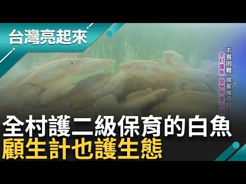 世界唯一! 失業女返鄉走上白魚復育路 搶救特有種白魚 比國寶魚少! 列二級保育 全村護魚 登世界里山成功案例!｜記者 李心嵐 王明輝｜【台灣亮起來】20240618｜三立新聞台