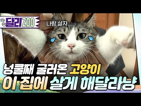 [🐕#달리ZOO] 어느 날 부터 시작된 고양이와 불편한 동거!😯 너.... 정체가 뭐다냥.... #TV동물농장 #달리 #DALI