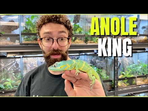 RAREST ANOLE ROOM COLLECTION | HerpTime