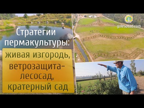 Стратегии пермакультуры: живая изгородь, ветрозащита-лесосад, кратерный сад!