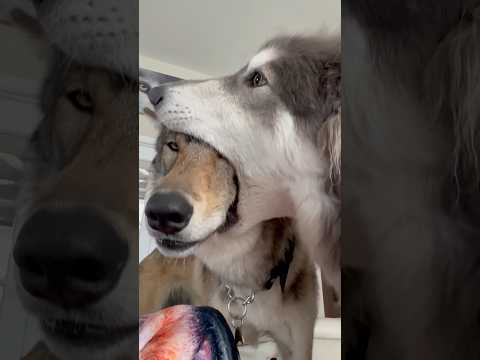 Wolf eats his friend’s head! - Why? - #wolf #wolfdog #muzzling