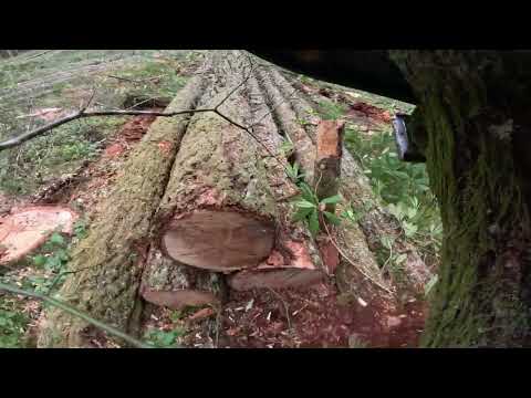 Tall and heavy timber!