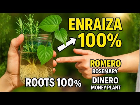 The easiest way to root rosemary and money plant effortlessly (it works every time)