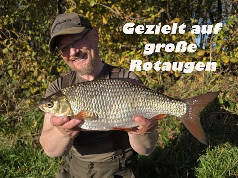 Gezielt auf große Rotaugen