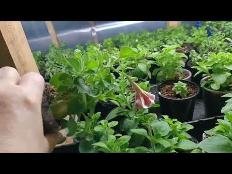 Чем обработать грунт?Черенкование, пересадка петуньи.