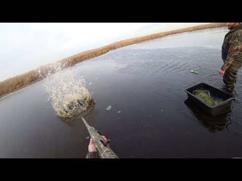 Вернулись и сняли брошенную сеть. Настреляли карасей прямо через лед.