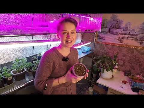 КОЛЕУС ИЗ СЕМЯН.КАК ВЫРАСТИТЬ КОЛЕУС ИЗ СЕМЯН.2022