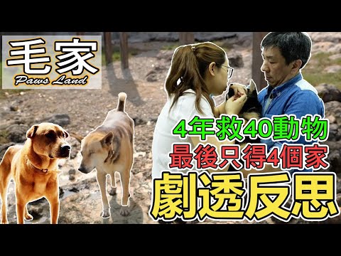 【劇透反思】《毛家》紀錄片反思｜紀錄捉狗背後的真相｜流浪動物｜Paws Land｜含劇透｜電影