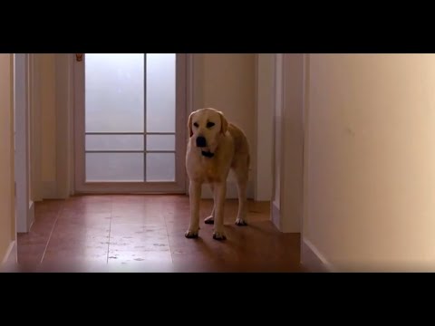 《小狗奶瓶》真实事件改编，狗狗经历艰辛从天津走到北京，只为再见主人一面！