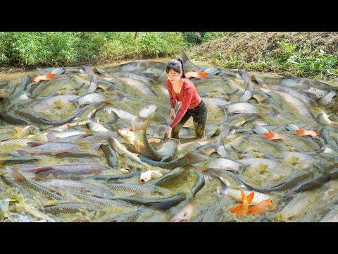 Drained The Fish Pond, Catching Many Carps and Perch To Sell For Villagers At The Countryside Market