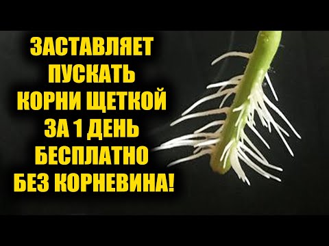 Самый легкий способ укоренить любой черенок! Корни попрут щеткой за 1 день!