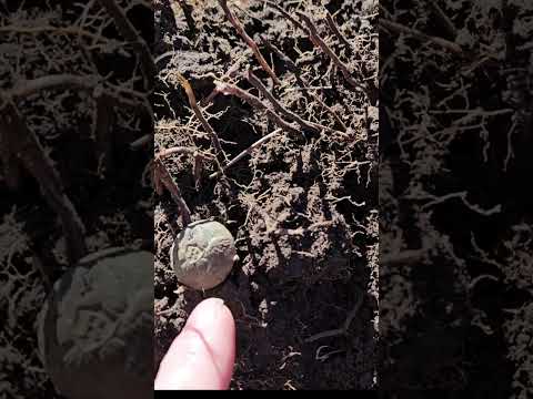 Eagle R coat button used mostly before the Civil War. #metaldetecting #treasurehunting