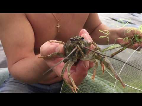 ГДЕ ЖИВУТ РАКИ. ПОИСК МЕСТ ОБИТАНИЯ РАКОВ. ЛОВЛЯ РАКОВ РАКОЛОВКАМИ. РАКИ В РАКОЛОВКЕ. РАКОЛОВКА