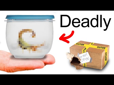 I Bought the Worlds Most Venomous Scorpion