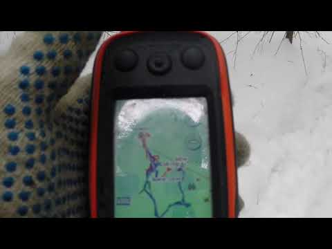 ПОЙМАЛ ЖИВОГО КАБАНА ВО ВРЕМЯ ОХОТЫ. Зачем он мне?