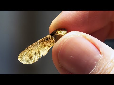 Should Parachutes Spin?