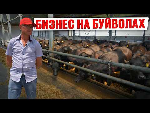 The First Industrial Buffalo Farm in Russia | Buffalo Business | Dairy Farm | Livestock Farming